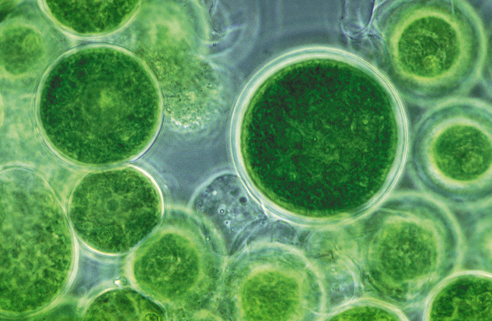 Культивирование одноклеточных водорослей. Микроводоросли хлорелла. Зеленые водоросли хлорелла. Хлорелла цианобактерии. Одноклеточная водоросль хлорелла.